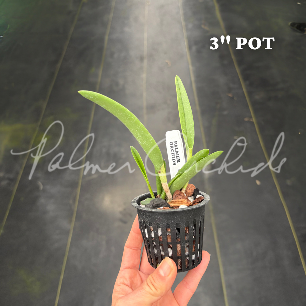 Rcv. Jimminey Cricket — Palmer Orchids